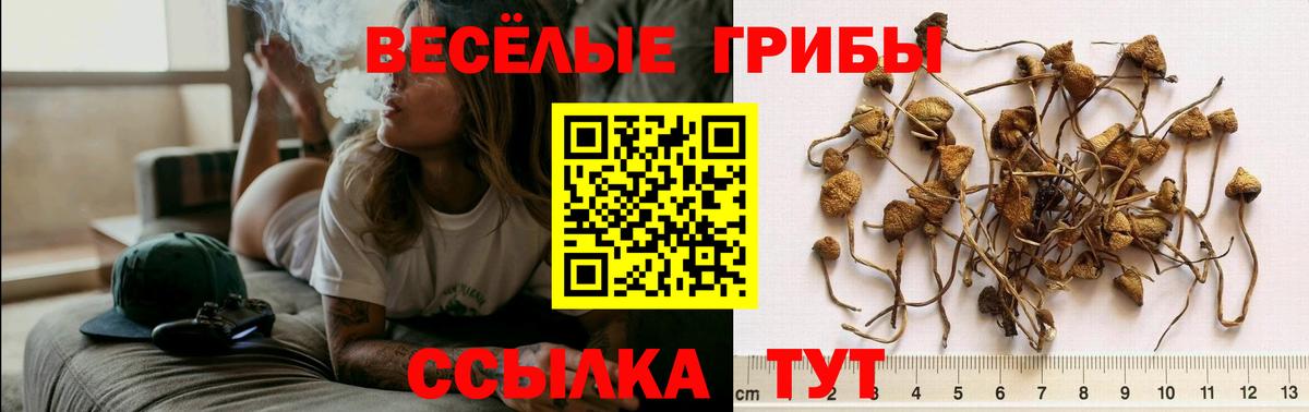 Апрелевка  Псилоцибиновые грибы GOLDEN TEACHER  Вход с VPN 